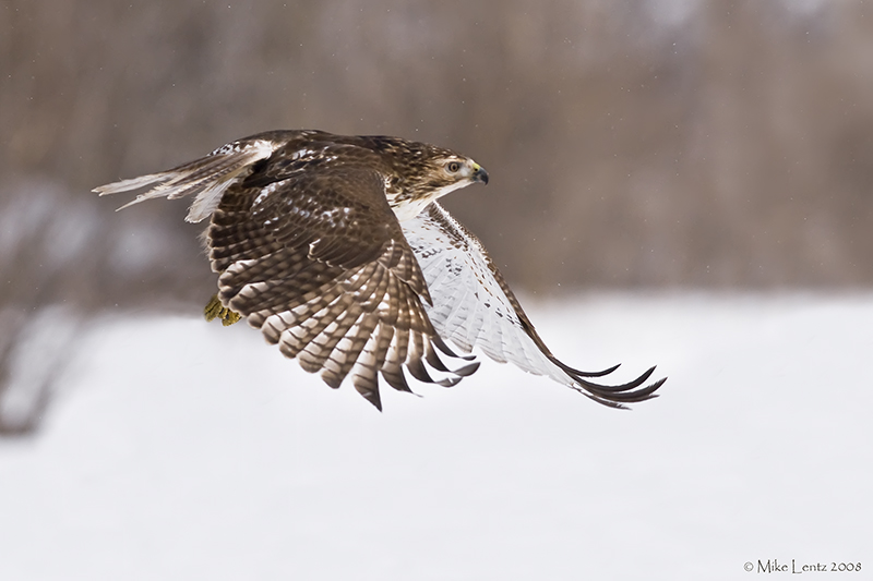 Redtail jumper