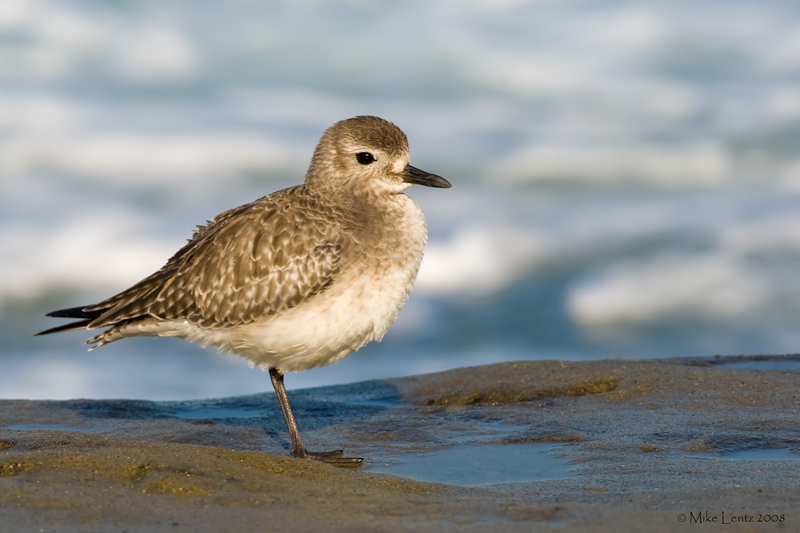 Black Bellied Plover (basic plummage)