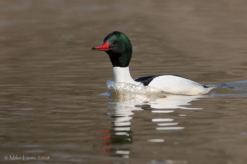 Common Merganser ruffled