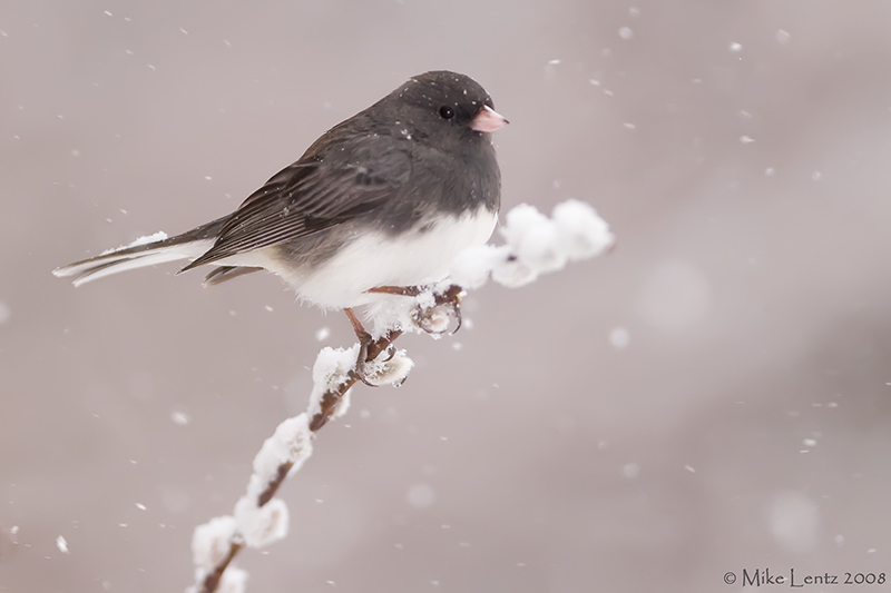 Junco on snowy pussy willows