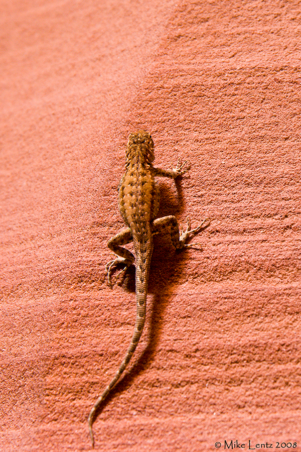 Lizard in Antelope canyon
