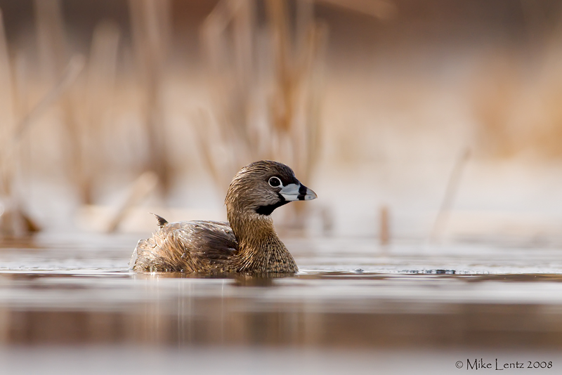 Pied Billed Grebe on icy pond