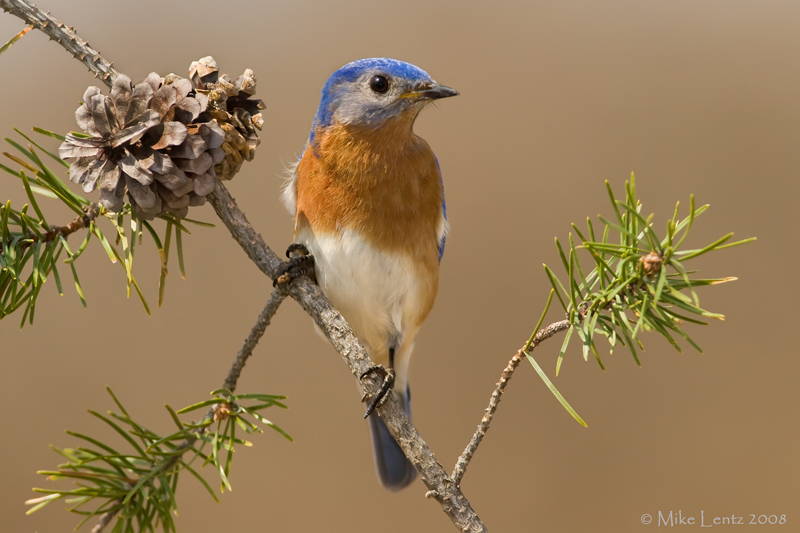 Bluebird female on pine
