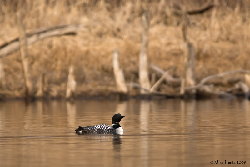 Loon in woodsy element
