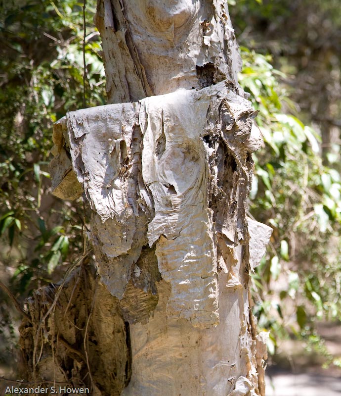 Paperbark tree 3