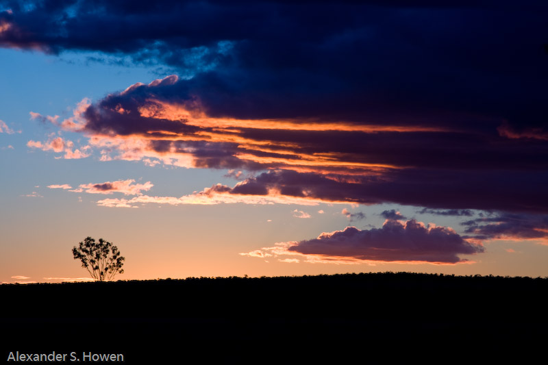 Lonely tree