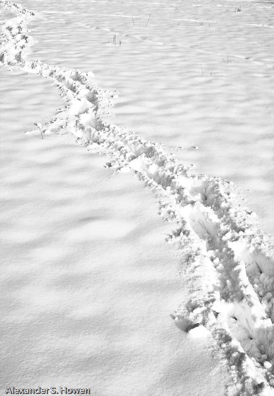 Snow tracks