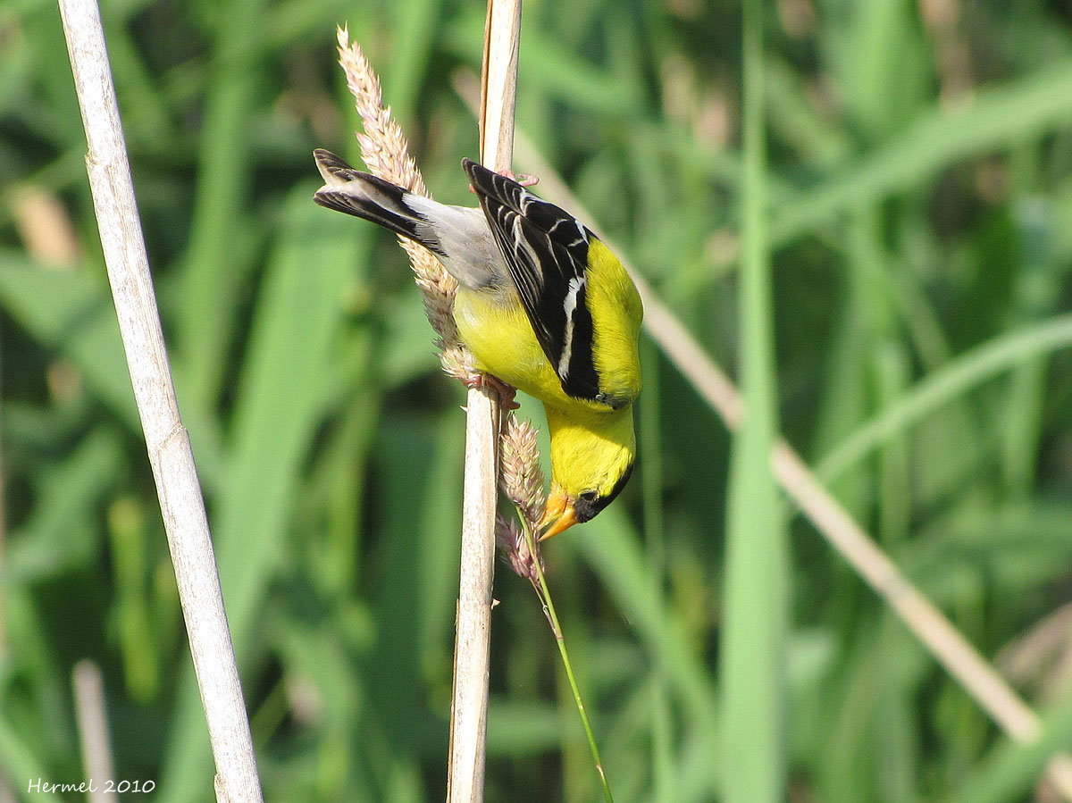 Chardonneret jaune - American Goldfinch