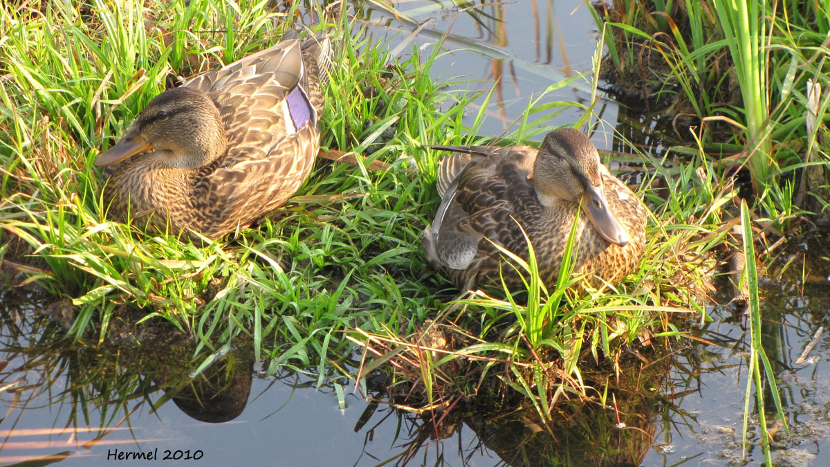 Canard colvert - Mallard