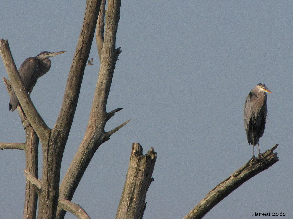 Grand Hron - Great Blue Heron