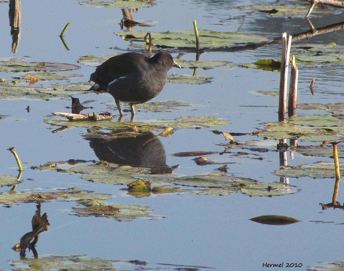 Gallinule poule-deau - Common Moorhen