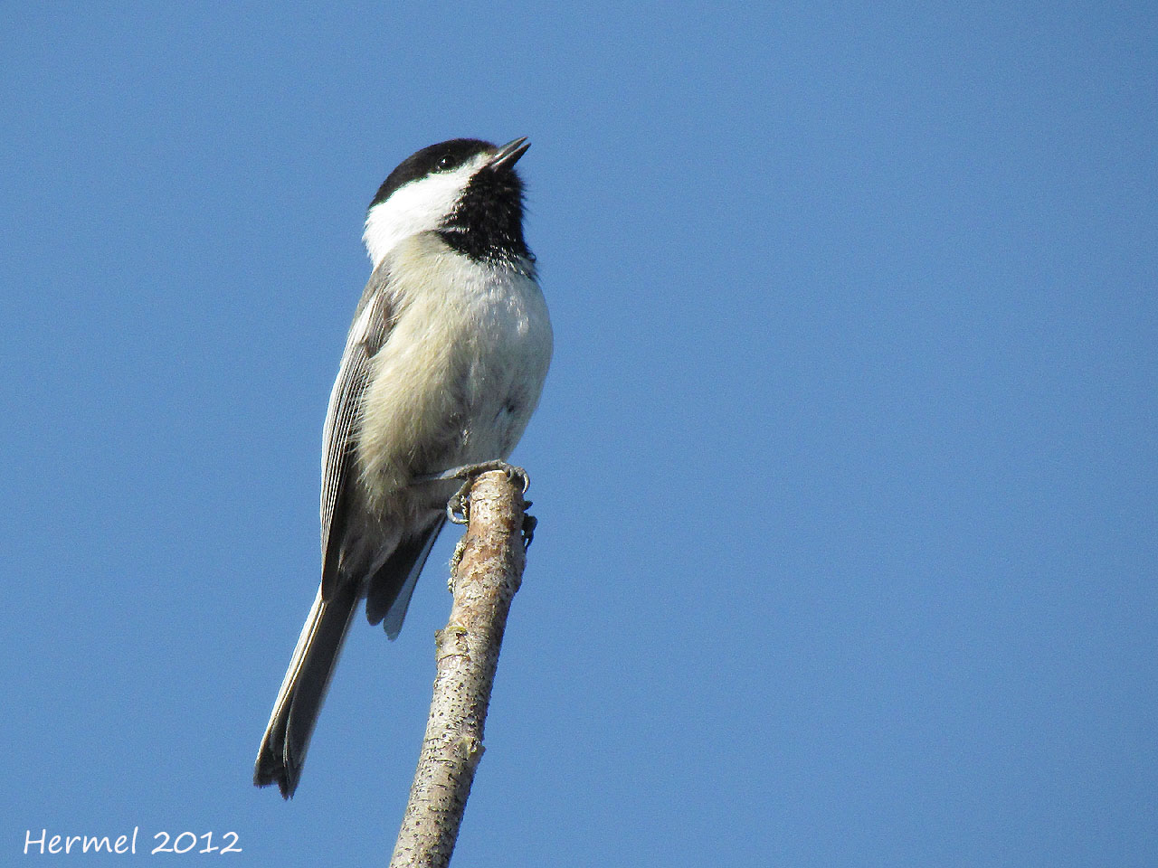 Msange  tte noire - Black-capped Chickadee