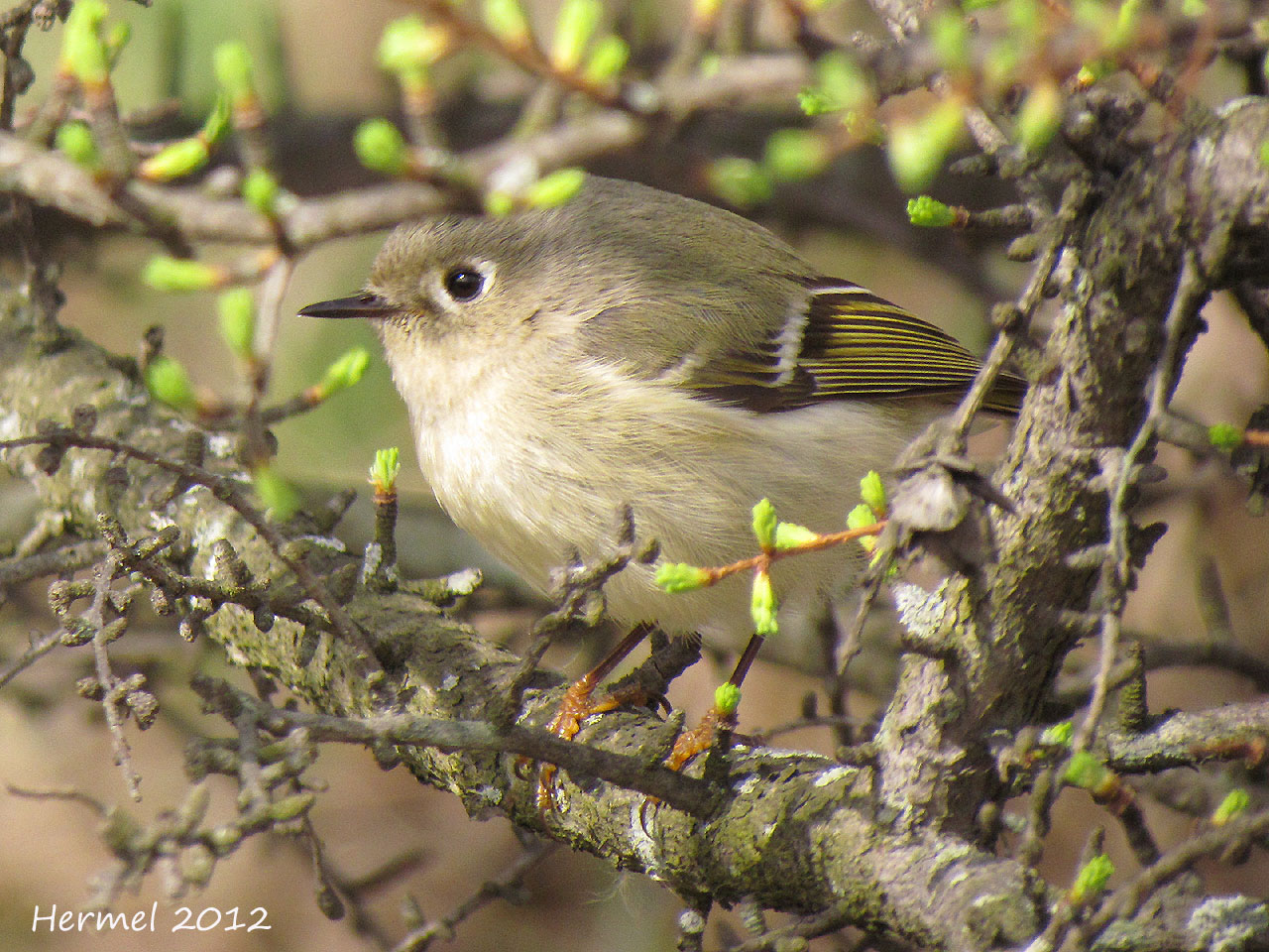 Roitelet  couronne rubis - Ruby-crowned Kinglet