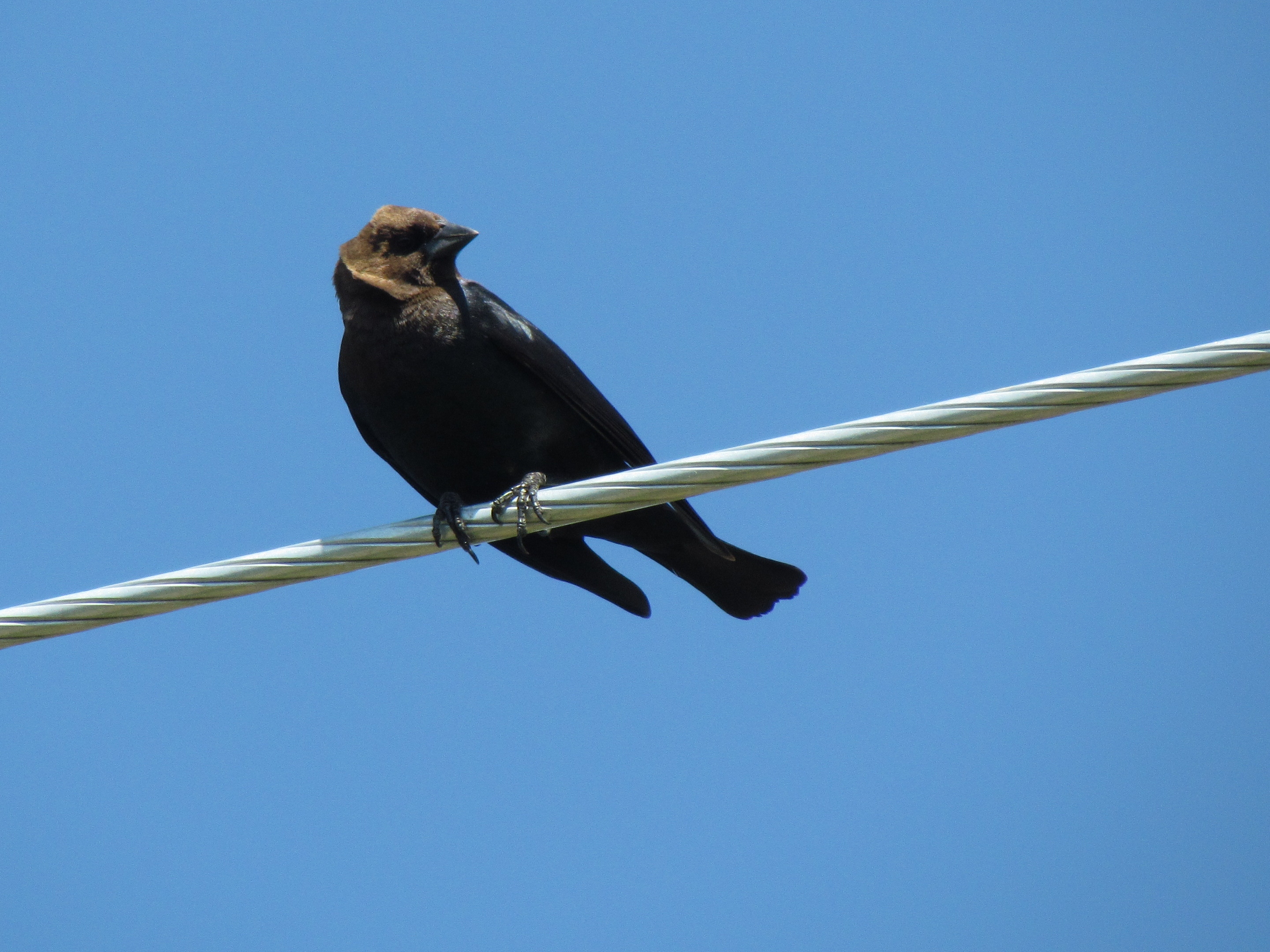 Vacher  tte brune - Brown-headed Cowbird