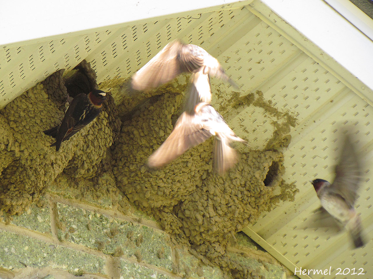 Hirondelle  front blanc - Cliff Swallow