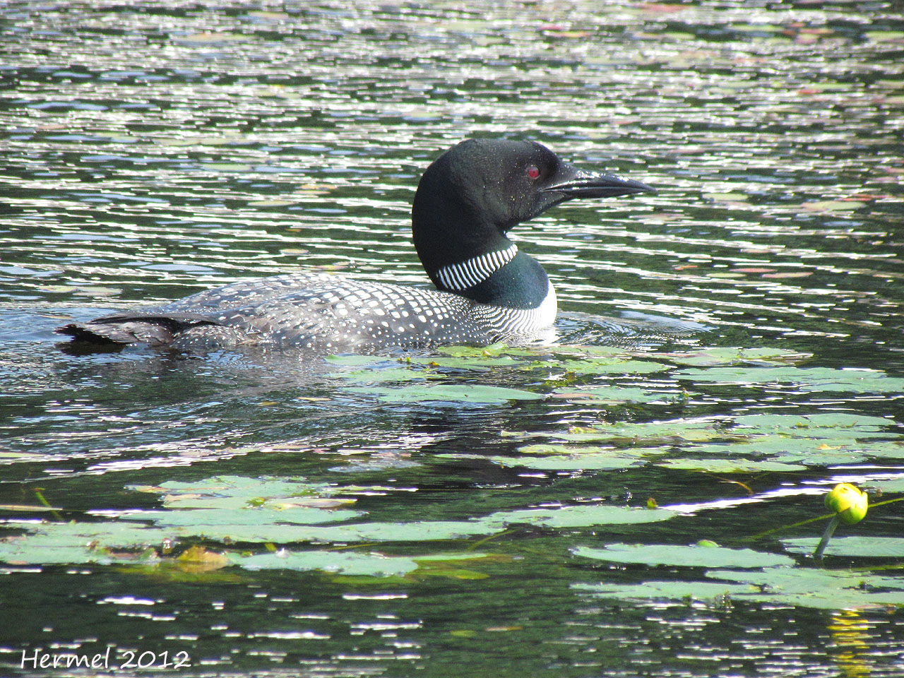 Plongeon Huard  - Common Loon