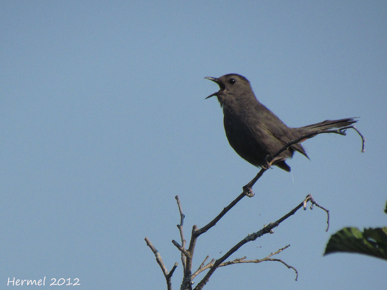 Moqueur-chat (juv) - Gray Catbird (juv)