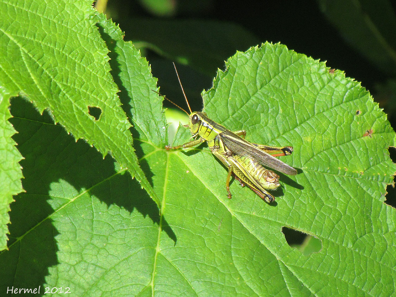 Criquet - Locust