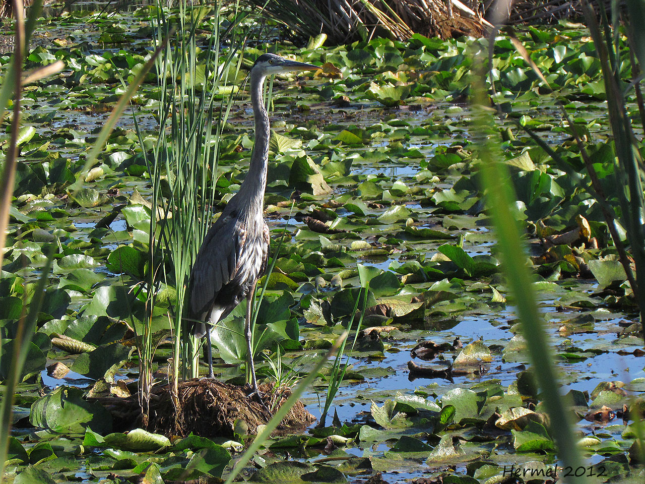 Grand Hron - Great Blue Heron