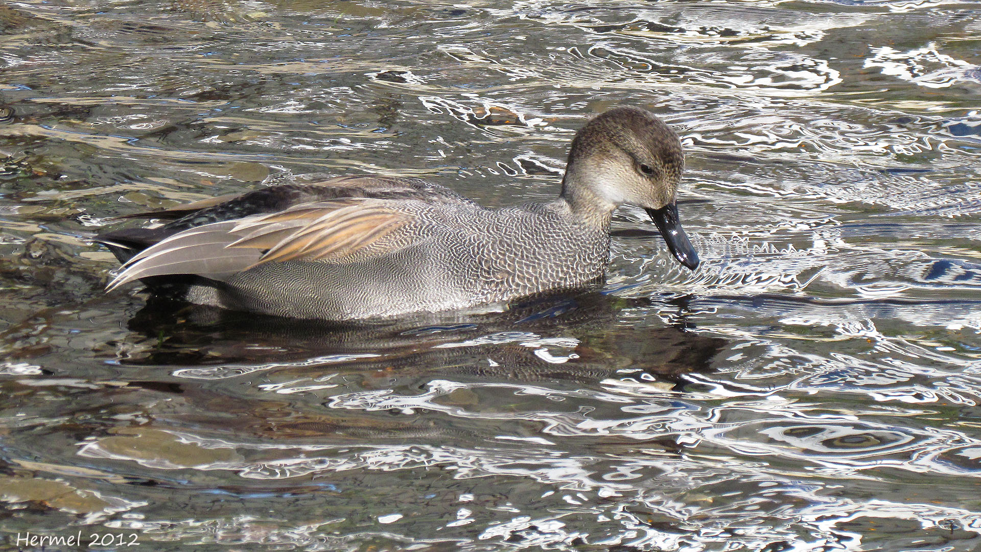 Canard Chipeau - Gadwall