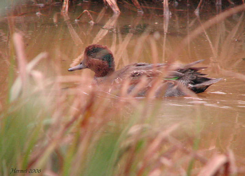 Sarcelle dhiver - Green-winged Teal