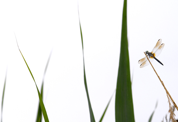 Dragonfly 12 .jpg