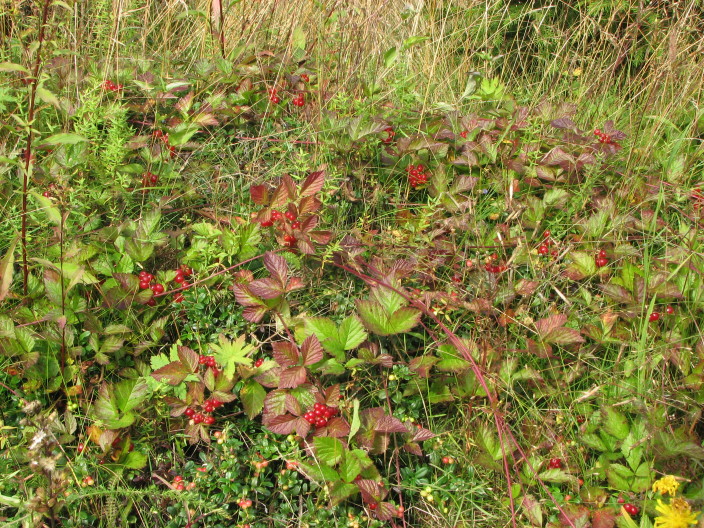 Stone Bramble, Stenbr; Rubus saxatilis I