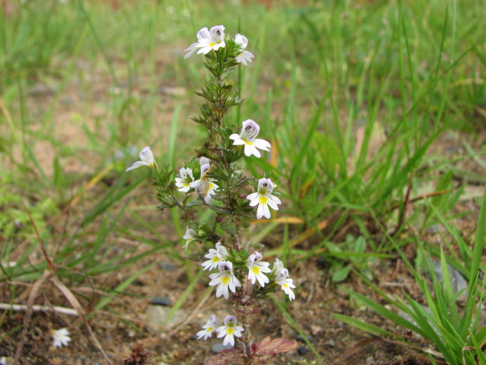 gontrst; Stiff eyebright; Euphrasia stricta