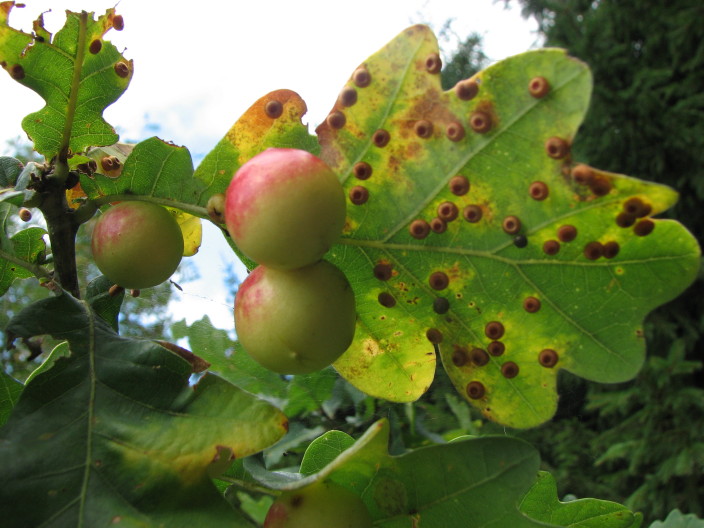 Gall nut; Galläpple