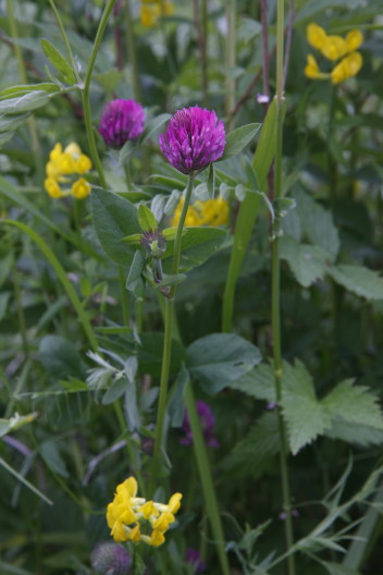 Medow Vetchling & Red Clover, Gulvial o Rdklver