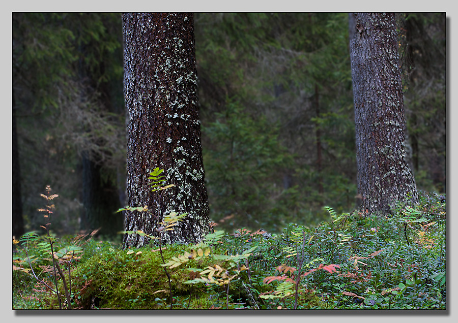 Trunck of spruce