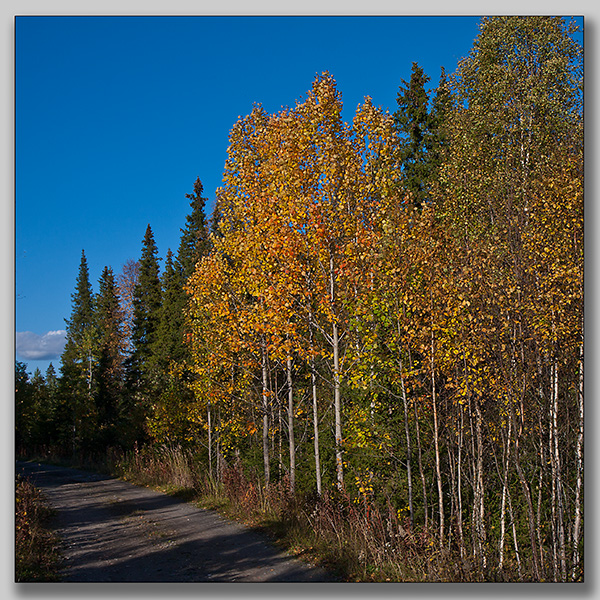 Golden aspen