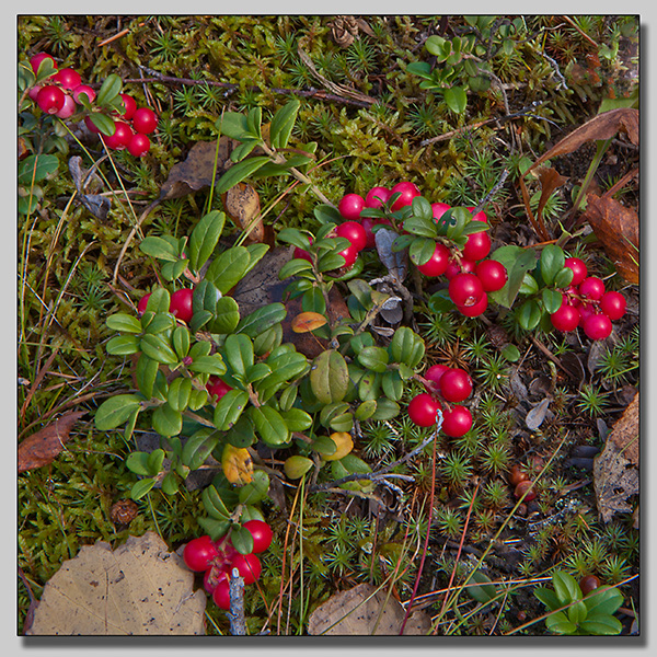 Cowberry; Lingon; Vaccinium vitis-idaea