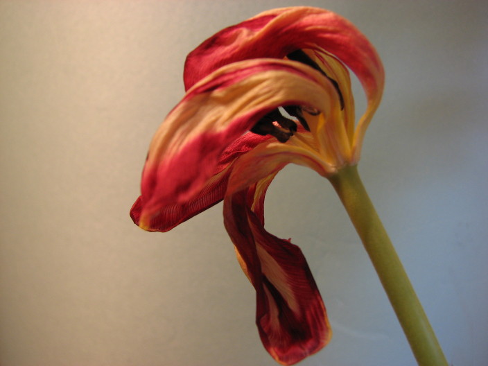 Tulips in decay II
