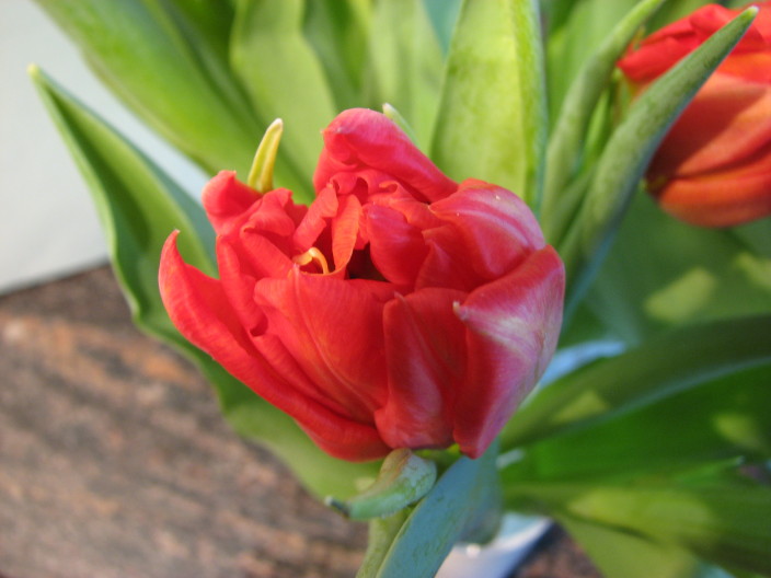Tulips close up III