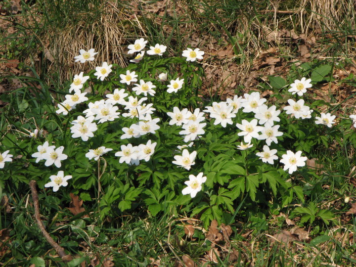 Wood Anemone, Vitsippa, Anemone Nemorosa