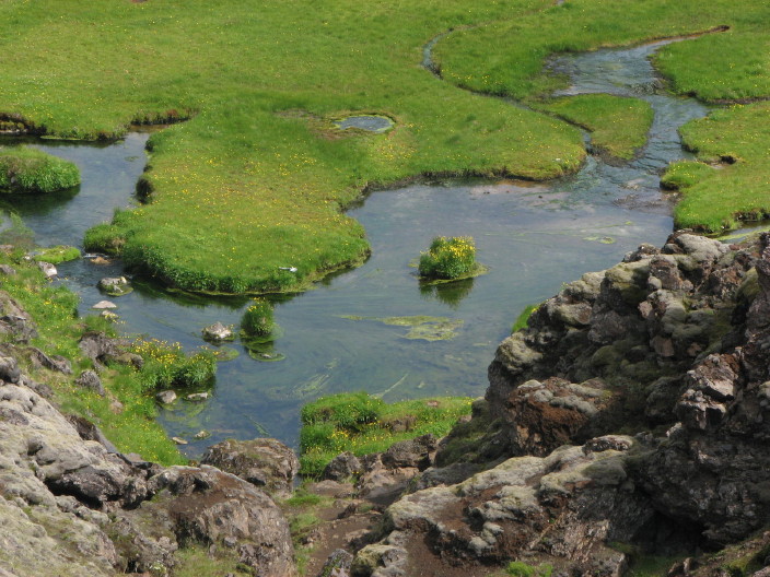 Buttercups in luke warm water