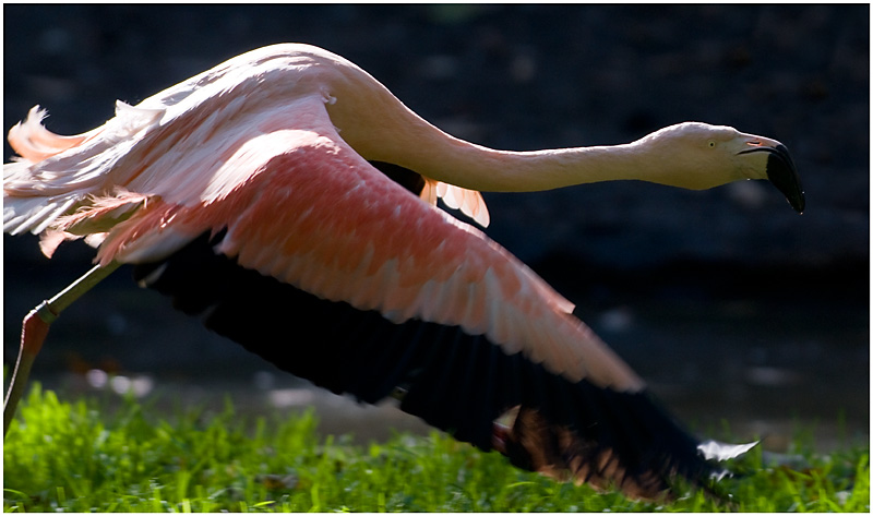 Flamingo take off