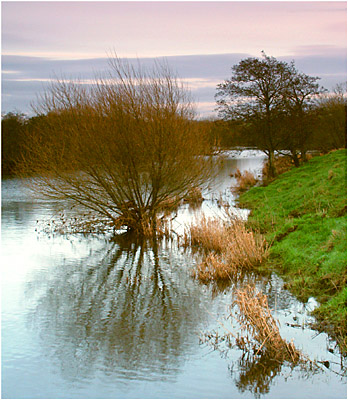 Trees in the side river of the river Bann