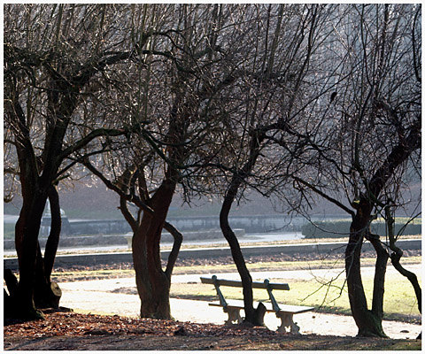 Tervuren trees and the bench