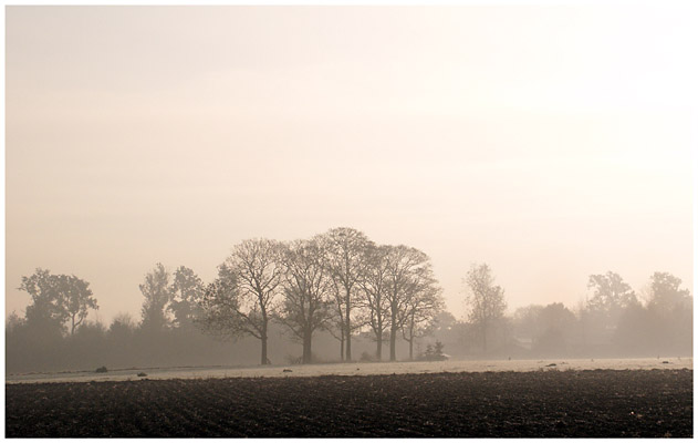 The Perk trees and the golden sunrise