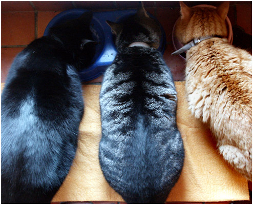 Our three cats in a row