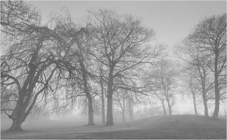 Misty morning trees (Part two)