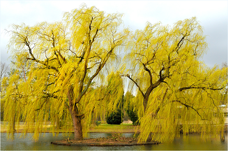 Two Weeping Willows