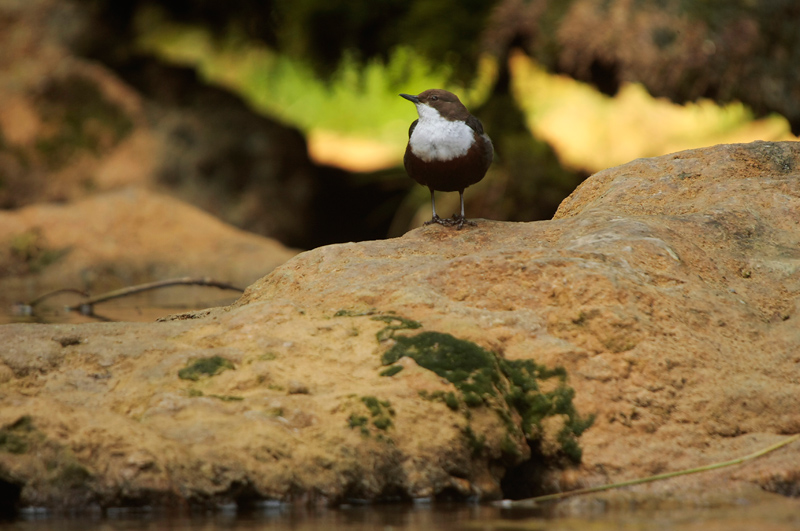 Dipper - Waterspreeuw