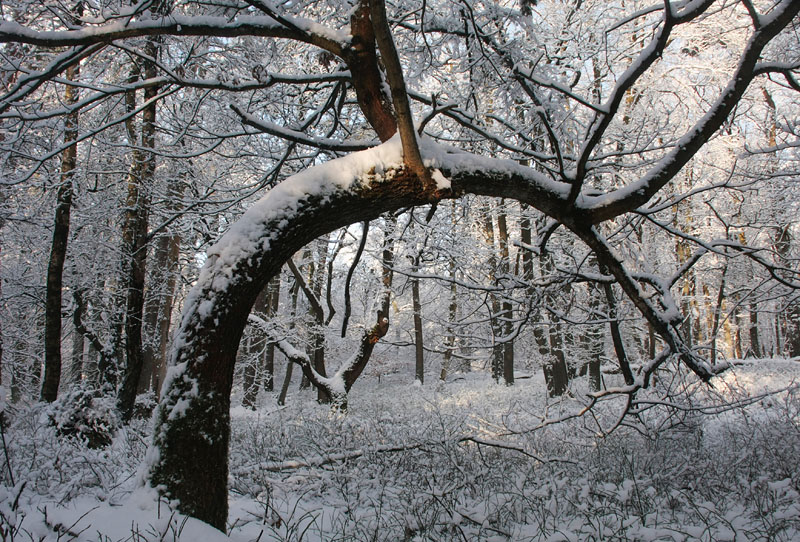 Kromme Eik, sneeuw - Curved Oak, snow