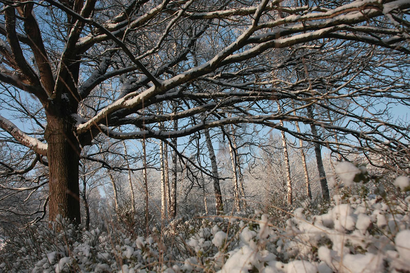 Eik, sneeuw - Oak, snow