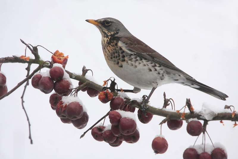 Kramsvogel - Fieldfare