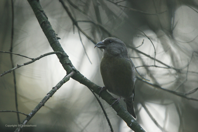 Crossbill - Kruisbek