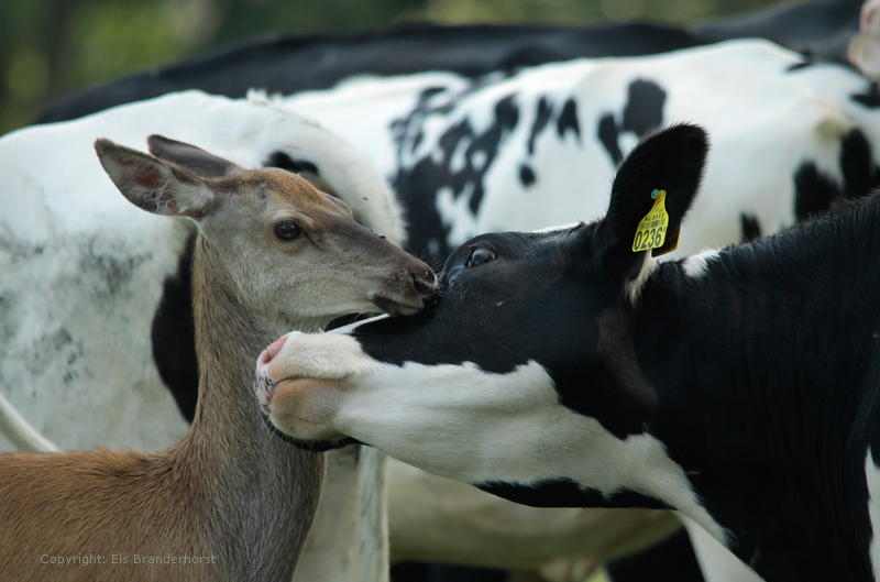 Red Deer and cow in love - Hinde en koe verliefd